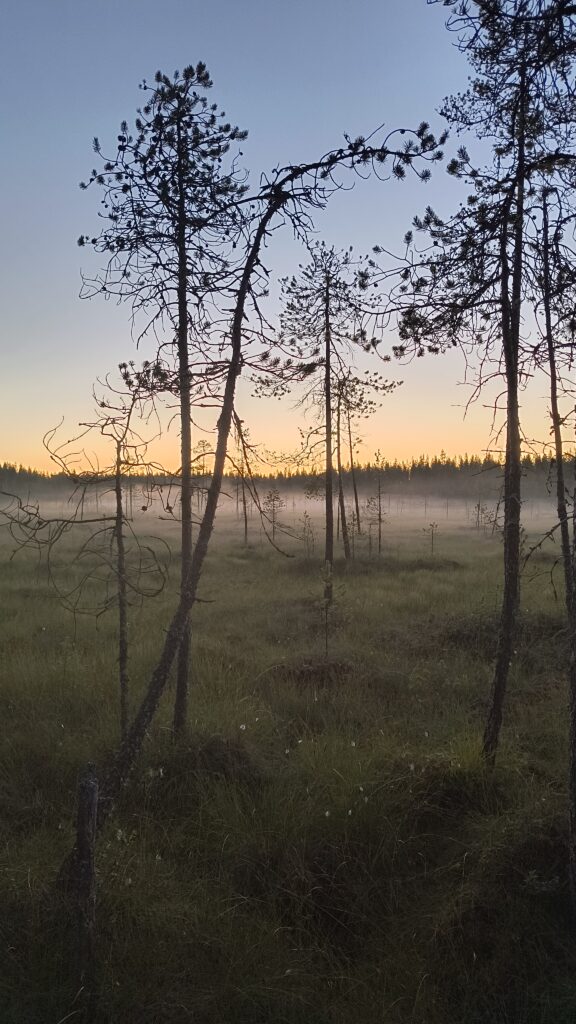 Suomaisema ilta-auringossa