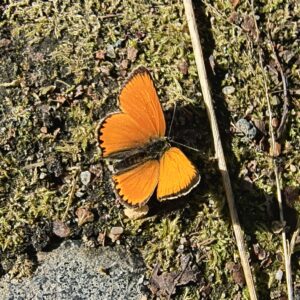 Soivat selkoset elämys - Ruka-Kuusamo