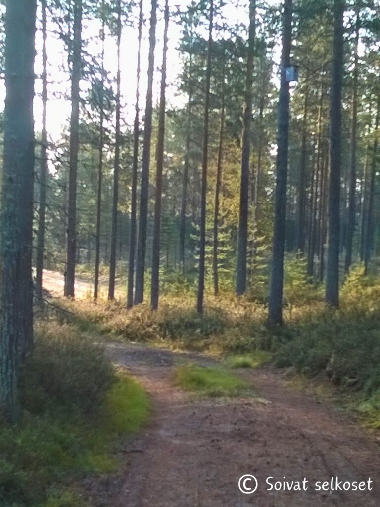 Metsätie aamuauringossa