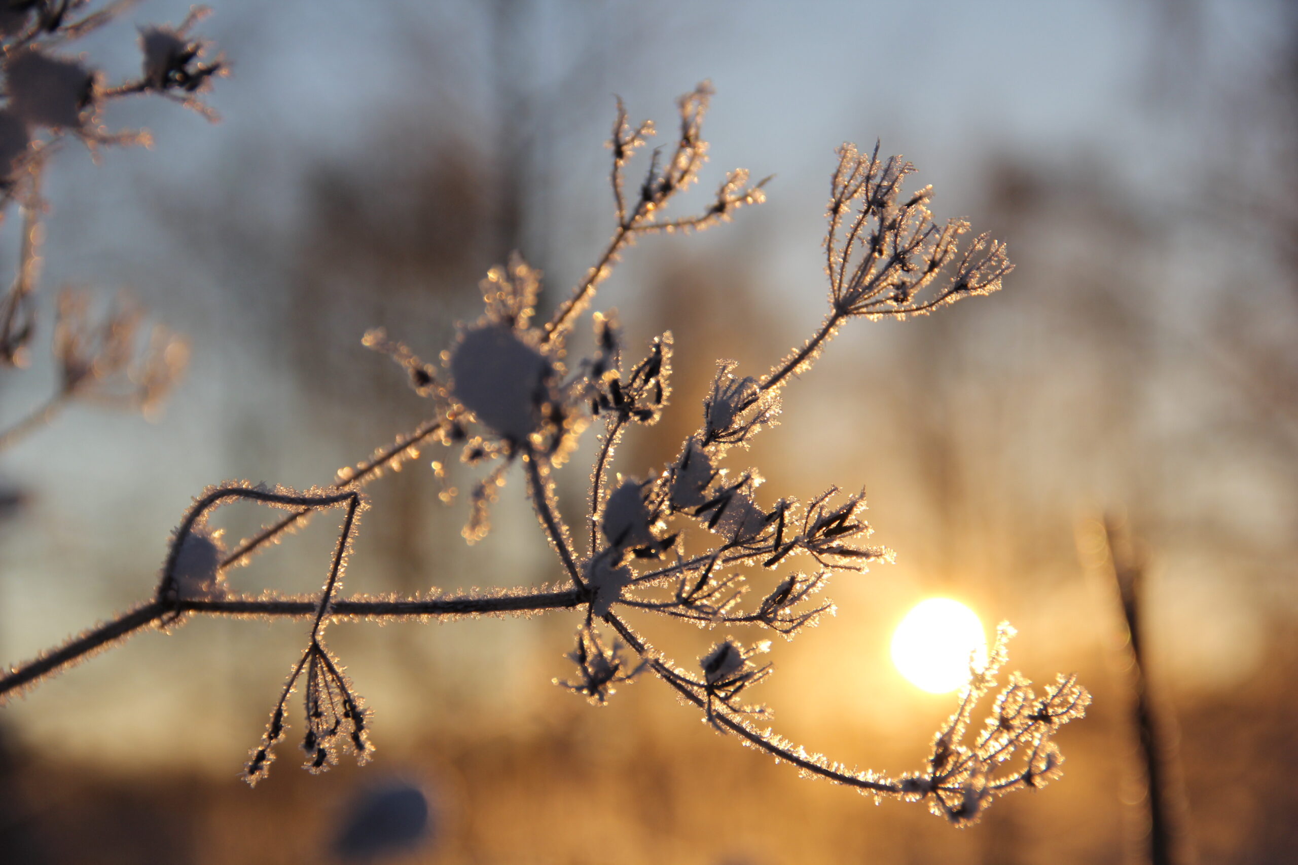 Talventörröttäjä matalalta paistavan auringon vastavalossa