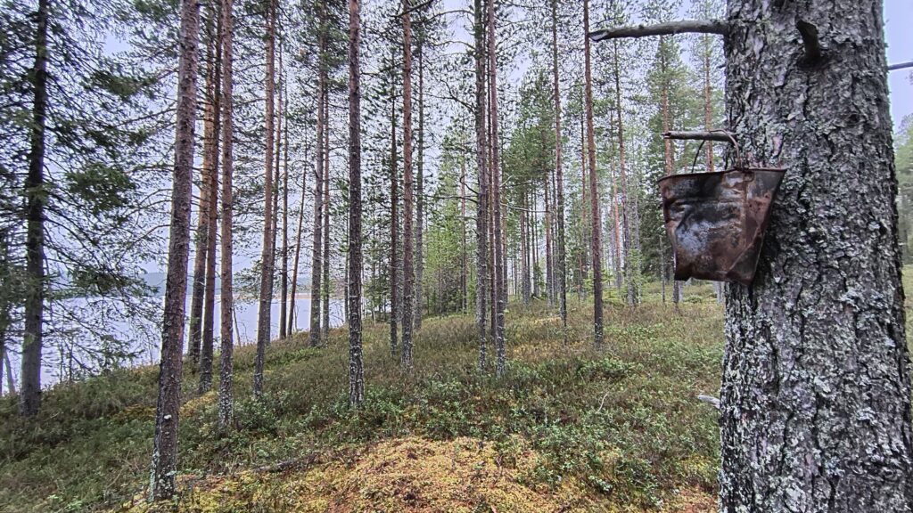 Asutuksen jälkiä Kuusamon salpalinja?